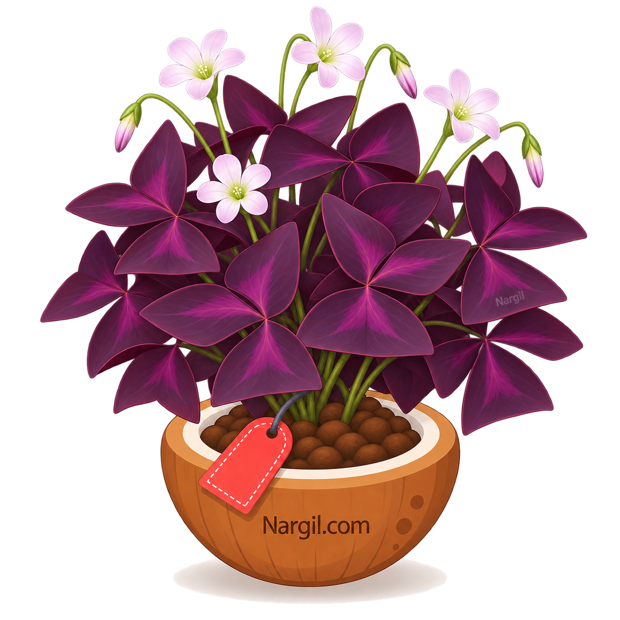 Nargil_Oxalis triangularis